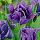 Blue Parrot Tulip Bulbs Blooms Species Growing Bonsai Roots Rhizomes Corms Tubers Potted Planting Reblooming Fragrant Garden Flower Seeds Plant