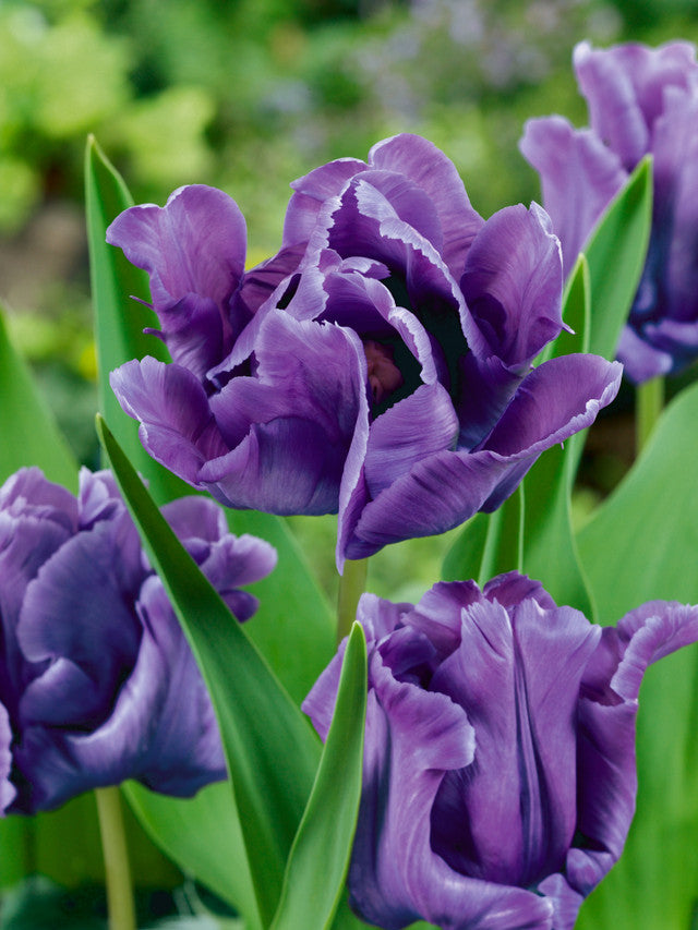Blue Parrot Tulip Bulbs Blooms Species Growing Bonsai Roots Rhizomes Corms Tubers Potted Planting Reblooming Fragrant Garden Flower Seeds Plant