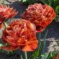 Tulip Bulbs Brownie Blooms Species Growing Bonsai Roots Rhizomes Corms Tubers Potted Planting Reblooming Fragrant Garden Flower Seeds Plant
