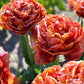 Tulip Bulbs Brownie Blooms Species Growing Bonsai Roots Rhizomes Corms Tubers Potted Planting Reblooming Fragrant Garden Flower Seeds Plant