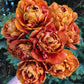 Tulip Bulbs Brownie Blooms Species Growing Bonsai Roots Rhizomes Corms Tubers Potted Planting Reblooming Fragrant Garden Flower Seeds Plant