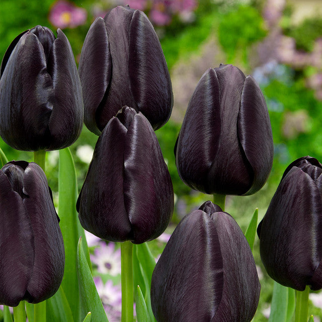 Burgundy Sun Bouquet Collection Tulip Bulbs Blooms Species Growing Bonsai Roots Rhizomes Corms Tubers Potted Planting Reblooming Fragrant Garden Flower Seeds Plant