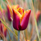 Burgundy Sun Bouquet Collection Tulip Bulbs Blooms Species Growing Bonsai Roots Rhizomes Corms Tubers Potted Planting Reblooming Fragrant Garden Flower Seeds Plant