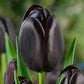 Cafe Noir Tulip Bulbs Blooms Species Growing Bonsai Roots Rhizomes Corms Tubers Potted Planting Reblooming Fragrant Garden Flower Seeds Plant
