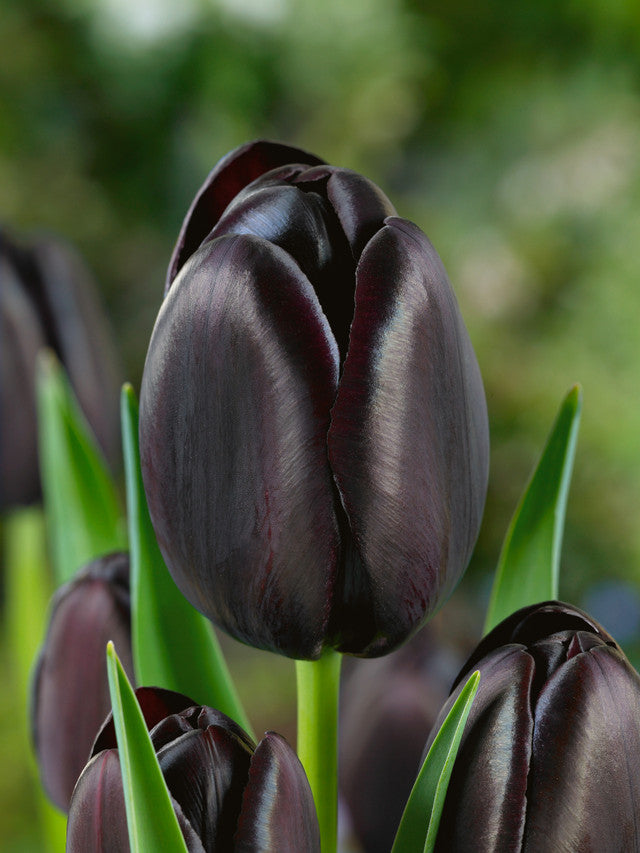 Cafe Noir Tulip Bulbs Blooms Species Growing Bonsai Roots Rhizomes Corms Tubers Potted Planting Reblooming Fragrant Garden Flower Seeds Plant