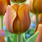 Cairo Tulip Bulbs Blooms Species Growing Bonsai Roots Rhizomes Corms Tubers Potted Planting Reblooming Fragrant Garden Flower Seeds Plant
