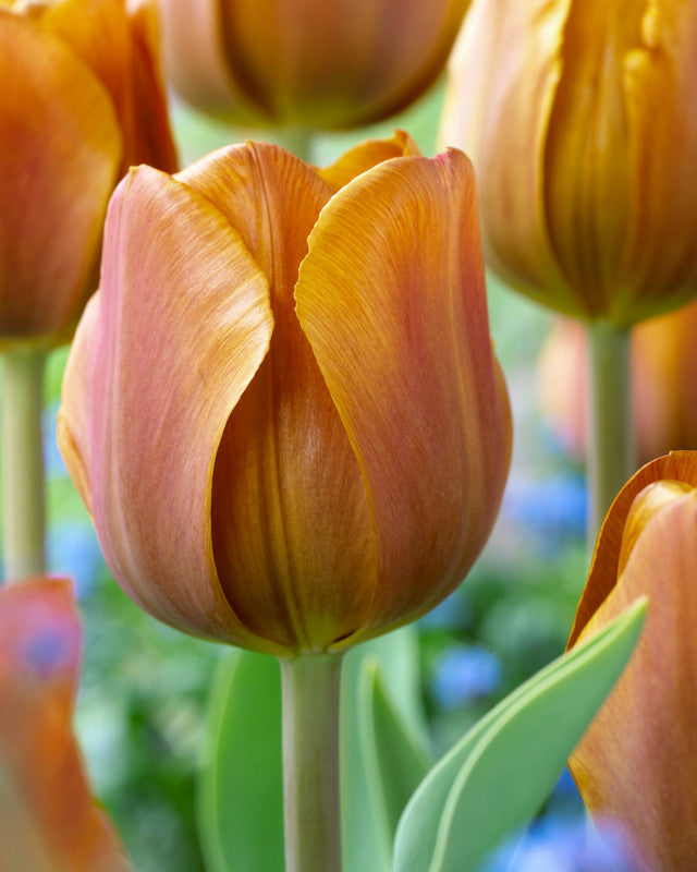 Cairo Tulip Bulbs Blooms Species Growing Bonsai Roots Rhizomes Corms Tubers Potted Planting Reblooming Fragrant Garden Flower Seeds Plant