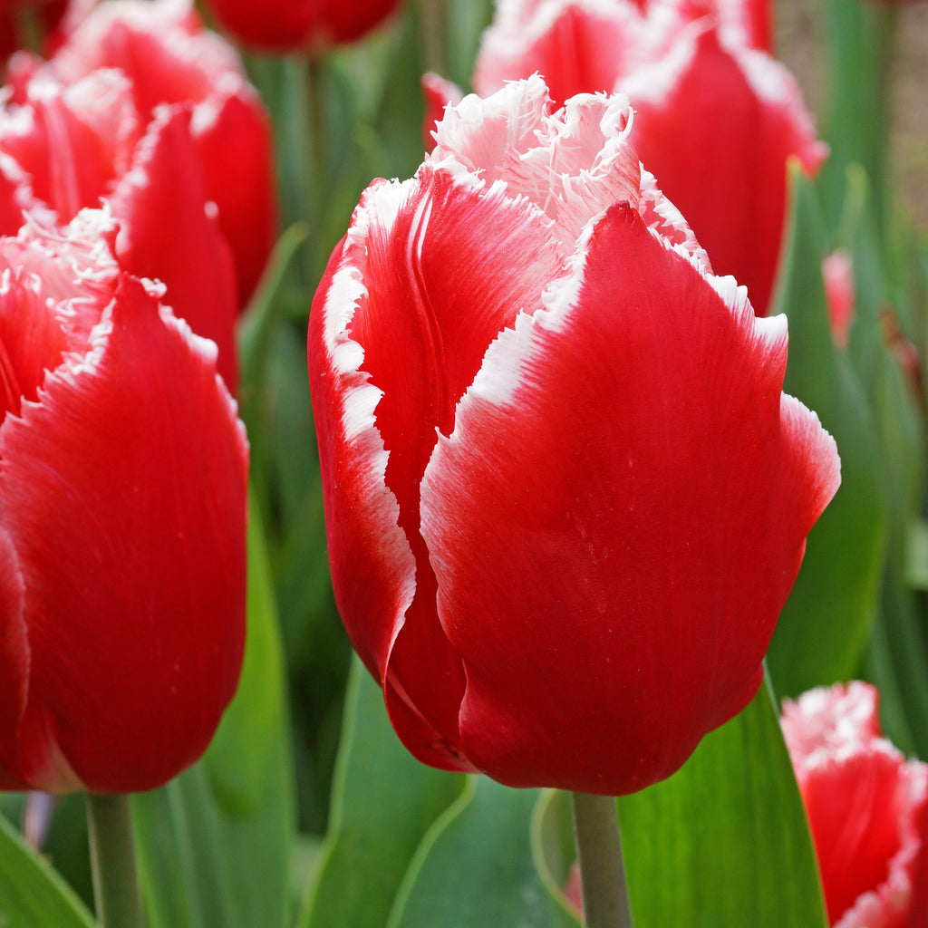 Spring Romance Blend - Tulip Bulbs & Daffodil Blooms Species Growing Bonsai Roots Rhizomes Corms Tubers Potted Planting Reblooming Fragrant Garden Flower Seeds Plant