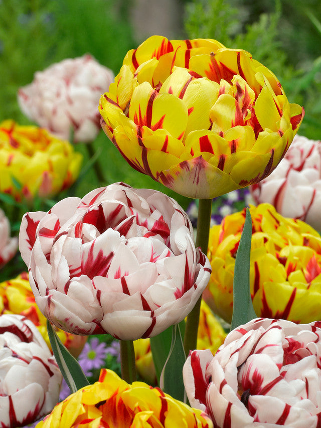 Tulip Bulbs Carnaval De Nice Blooms Species Growing Bonsai Roots Rhiz ...