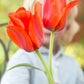 Casa Grande Tulip Bulbs Blooms Species Growing Bonsai Roots Rhizomes Corms Tubers Potted Planting Reblooming Fragrant Garden Flower Seeds Plant