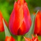 Casa Grande Tulip Bulbs Blooms Species Growing Bonsai Roots Rhizomes Corms Tubers Potted Planting Reblooming Fragrant Garden Flower Seeds Plant