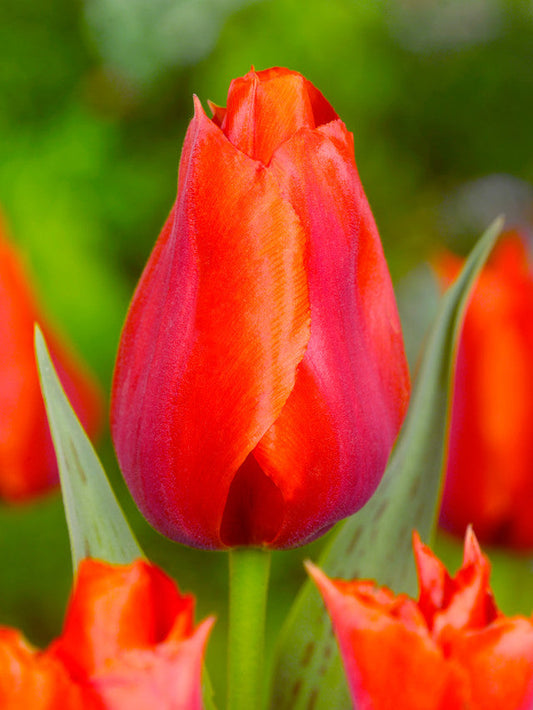 Casa Grande Tulip Bulbs Blooms Species Growing Bonsai Roots Rhizomes Corms Tubers Potted Planting Reblooming Fragrant Garden Flower Seeds Plant