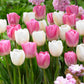 Clearwater Tulip Bulbs Blooms Species Growing Bonsai Roots Rhizomes Corms Tubers Potted Planting Reblooming Fragrant Garden Flower Seeds Plant