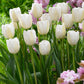 Clearwater Tulip Bulbs Blooms Species Growing Bonsai Roots Rhizomes Corms Tubers Potted Planting Reblooming Fragrant Garden Flower Seeds Plant