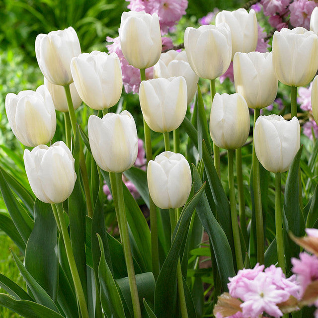 Clearwater Tulip Bulbs Blooms Species Growing Bonsai Roots Rhizomes Corms Tubers Potted Planting Reblooming Fragrant Garden Flower Seeds Plant
