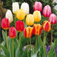 Darwin Hybrid Mixed Tulip Bulbs Blooms Species Growing Bonsai Roots Rhizomes Corms Tubers Potted Planting Reblooming Fragrant Garden Flower Seeds Plant