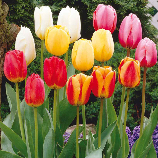 Darwin Hybrid Mixed Tulip Bulbs Blooms Species Growing Bonsai Roots Rhizomes Corms Tubers Potted Planting Reblooming Fragrant Garden Flower Seeds Plant
