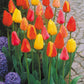 Darwin Hybrid Mixed Tulip Bulbs Blooms Species Growing Bonsai Roots Rhizomes Corms Tubers Potted Planting Reblooming Fragrant Garden Flower Seeds Plant