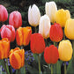 Darwin Hybrid Mixed Tulip Bulbs Blooms Species Growing Bonsai Roots Rhizomes Corms Tubers Potted Planting Reblooming Fragrant Garden Flower Seeds Plant