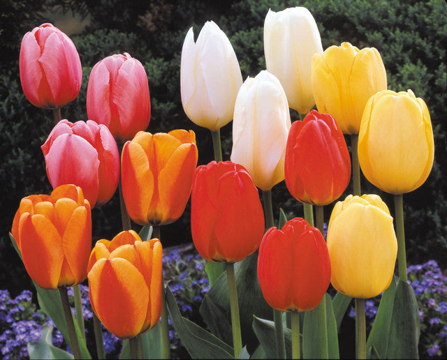 Darwin Hybrid Mixed Tulip Bulbs Blooms Species Growing Bonsai Roots Rhizomes Corms Tubers Potted Planting Reblooming Fragrant Garden Flower Seeds Plant