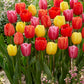 Darwin Hybrid Mixed Tulip Bulbs Blooms Species Growing Bonsai Roots Rhizomes Corms Tubers Potted Planting Reblooming Fragrant Garden Flower Seeds Plant