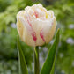 Tulip Bulbs Double Shake Blooms Species Growing Bonsai Roots Rhizomes Corms Tubers Potted Planting Reblooming Fragrant Garden Flower Seeds Plant