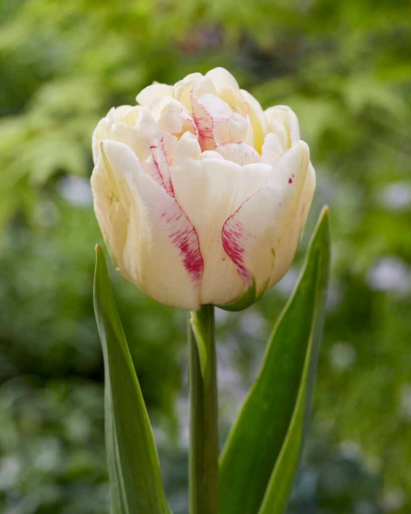 Tulip Bulbs Double Shake Blooms Species Growing Bonsai Roots Rhizomes Corms Tubers Potted Planting Reblooming Fragrant Garden Flower Seeds Plant
