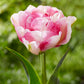 Tulip Bulbs Double Shake Blooms Species Growing Bonsai Roots Rhizomes Corms Tubers Potted Planting Reblooming Fragrant Garden Flower Seeds Plant