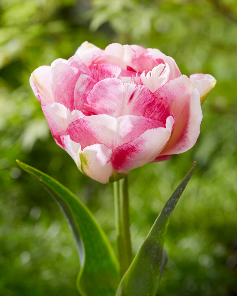 Tulip Bulbs Double Shake Blooms Species Growing Bonsai Roots Rhizomes Corms Tubers Potted Planting Reblooming Fragrant Garden Flower Seeds Plant