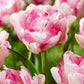 Tulip Bulbs Double Shake Blooms Species Growing Bonsai Roots Rhizomes Corms Tubers Potted Planting Reblooming Fragrant Garden Flower Seeds Plant
