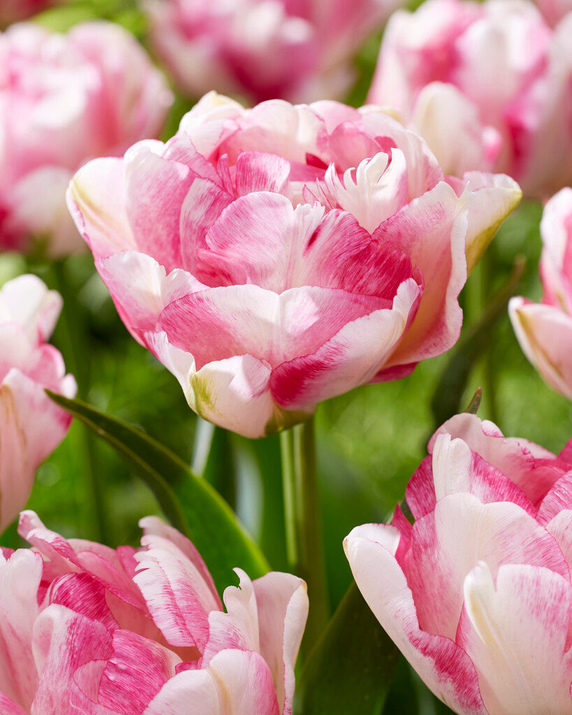 Tulip Bulbs Double Shake Blooms Species Growing Bonsai Roots Rhizomes Corms Tubers Potted Planting Reblooming Fragrant Garden Flower Seeds Plant