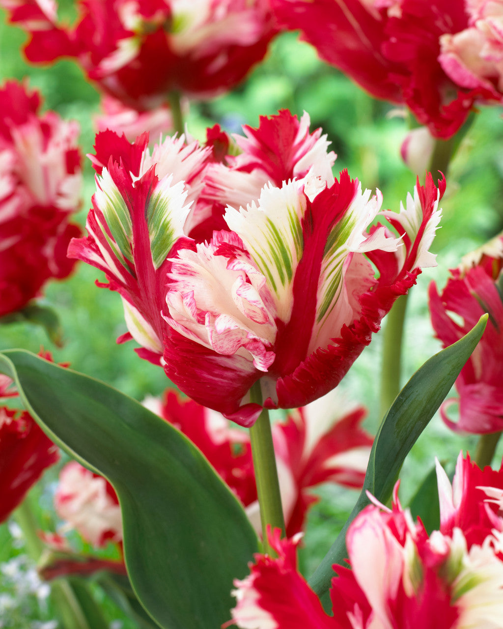 Tulip Estella Rynveld 11-12cm Bulbs Blooms Species Growing Bonsai Roots Rhizomes Corms Tubers Potted Planting Reblooming Fragrant Garden Flower Seeds Plant