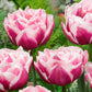 Tulip Bulbs Fantasy Lady Blooms Species Growing Bonsai Roots Rhizomes Corms Tubers Potted Planting Reblooming Fragrant Garden Flower Seeds Plant
