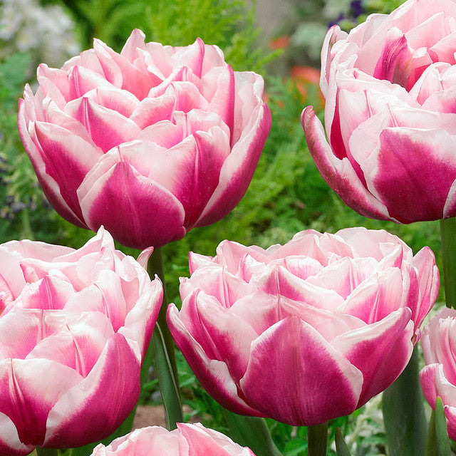 Tulip Bulbs Fantasy Lady Blooms Species Growing Bonsai Roots Rhizomes Corms Tubers Potted Planting Reblooming Fragrant Garden Flower Seeds Plant