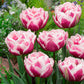 Tulip Bulbs Fantasy Lady Blooms Species Growing Bonsai Roots Rhizomes Corms Tubers Potted Planting Reblooming Fragrant Garden Flower Seeds Plant