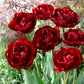 Finola and Uncle Tom Collection Tulip Bulbs Blooms Species Growing Bonsai Roots Rhizomes Corms Tubers Potted Planting Reblooming Fragrant Garden Flower Seeds Plant