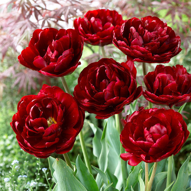 Finola and Uncle Tom Collection Tulip Bulbs Blooms Species Growing Bonsai Roots Rhizomes Corms Tubers Potted Planting Reblooming Fragrant Garden Flower Seeds Plant