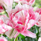 Finola and Uncle Tom Collection Tulip Bulbs Blooms Species Growing Bonsai Roots Rhizomes Corms Tubers Potted Planting Reblooming Fragrant Garden Flower Seeds Plant