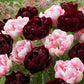 Finola and Uncle Tom Collection Tulip Bulbs Blooms Species Growing Bonsai Roots Rhizomes Corms Tubers Potted Planting Reblooming Fragrant Garden Flower Seeds Plant