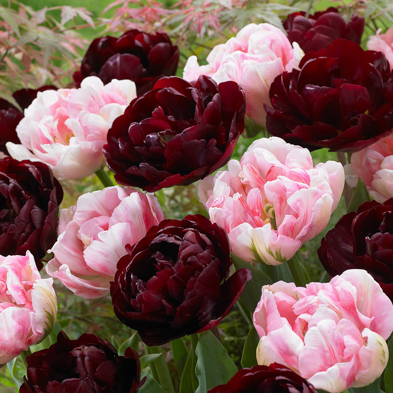 Finola and Uncle Tom Collection Tulip Bulbs Blooms Species Growing Bonsai Roots Rhizomes Corms Tubers Potted Planting Reblooming Fragrant Garden Flower Seeds Plant