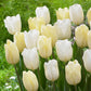 Flag Collection Tulip Bulbs Blooms Species Growing Bonsai Roots Rhizomes Corms Tubers Potted Planting Reblooming Fragrant Garden Flower Seeds Plant