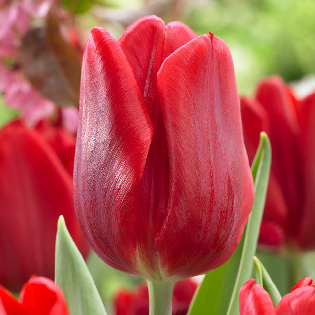 Flag Collection Tulip Bulbs Blooms Species Growing Bonsai Roots Rhizomes Corms Tubers Potted Planting Reblooming Fragrant Garden Flower Seeds Plant