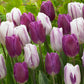 Flag Collection Tulip Bulbs Blooms Species Growing Bonsai Roots Rhizomes Corms Tubers Potted Planting Reblooming Fragrant Garden Flower Seeds Plant