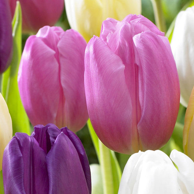 Flag Collection Tulip Bulbs Blooms Species Growing Bonsai Roots Rhizomes Corms Tubers Potted Planting Reblooming Fragrant Garden Flower Seeds Plant