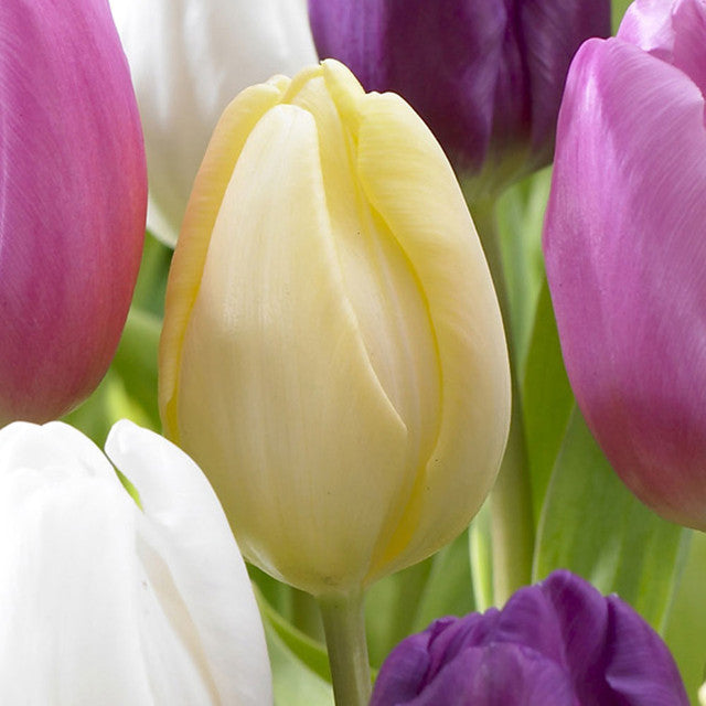 Flag Collection Tulip Bulbs Blooms Species Growing Bonsai Roots Rhizomes Corms Tubers Potted Planting Reblooming Fragrant Garden Flower Seeds Plant