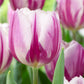 Flag Collection Tulip Bulbs Blooms Species Growing Bonsai Roots Rhizomes Corms Tubers Potted Planting Reblooming Fragrant Garden Flower Seeds Plant