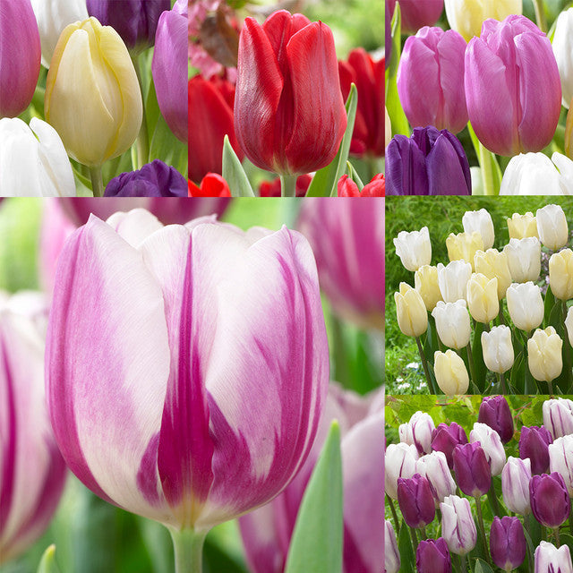 Flag Collection Tulip Bulbs Blooms Species Growing Bonsai Roots Rhizomes Corms Tubers Potted Planting Reblooming Fragrant Garden Flower Seeds Plant