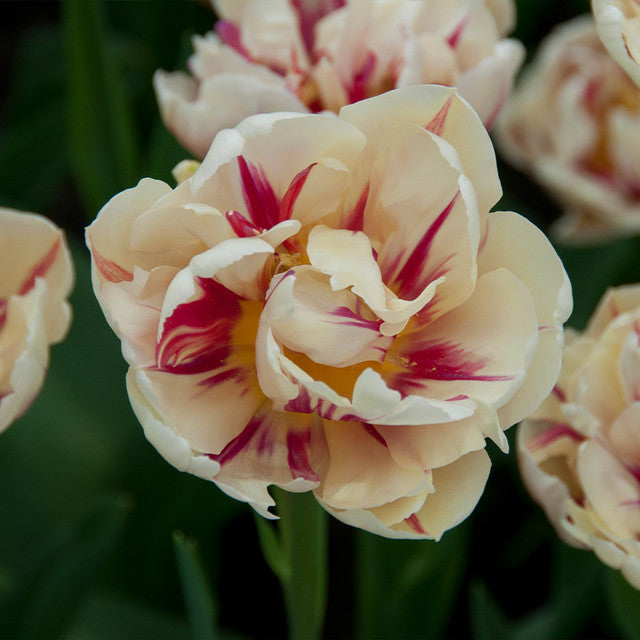 Tulip Bulbs Flaming Margarita Blooms Species Growing Bonsai Roots Rhizomes Corms Tubers Potted Planting Reblooming Fragrant Garden Flower Seeds Plant