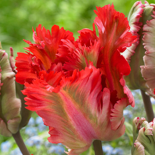 Tulip Bulbs Garden Fire Blooms Species Growing Bonsai Roots Rhizomes Corms Tubers Potted Planting Reblooming Fragrant Garden Flower Seeds Plant