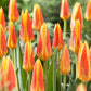 Tulip Bulbs Giuseppe Verdi Blooms Species Growing Bonsai Roots Rhizomes Corms Tubers Potted Planting Reblooming Fragrant Garden Flower Seeds Plant